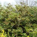 Distylium racemosum
